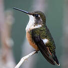 Colibri magenta