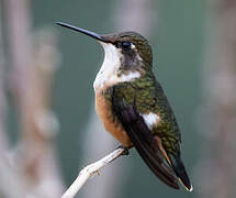 Magenta-throated Woodstar