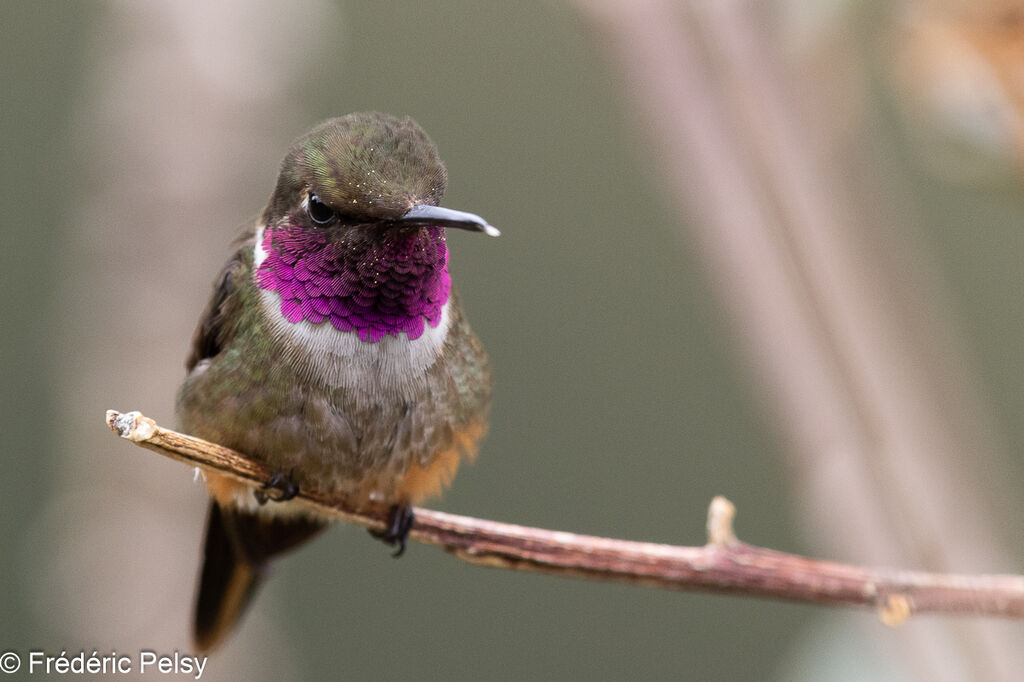 Colibri magenta mâle