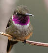 Colibri magenta