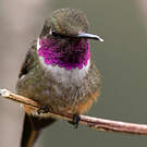 Colibri magenta