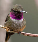 Magenta-throated Woodstar