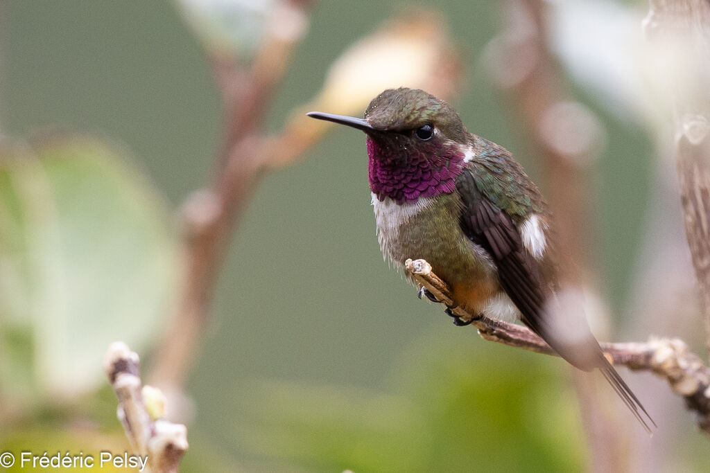 Magenta-throated Woodstar male