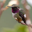 Colibri magenta
