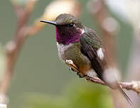 Colibri magenta