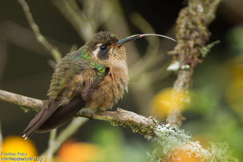 Colibri mouchetéadulte, Comportement