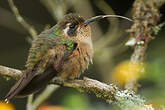 Colibri moucheté