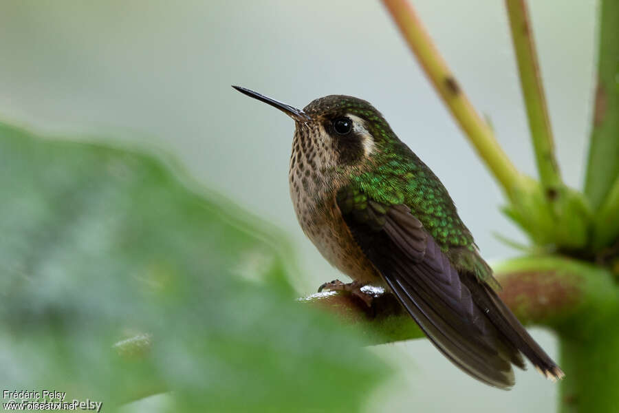 Speckled Hummingbirdadult, identification