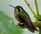 Colibri moucheté