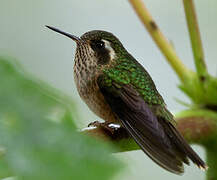 Speckled Hummingbird