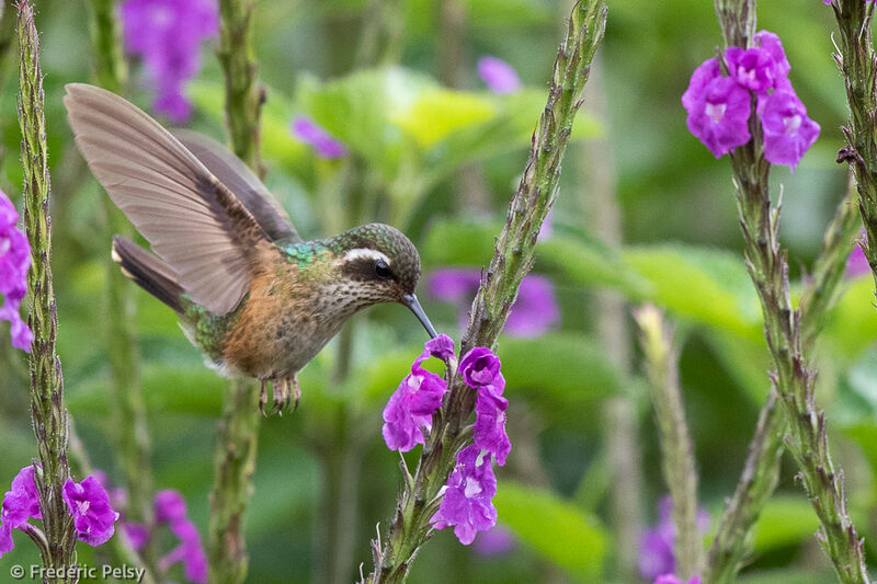 Speckled Hummingbird, Flight, eats