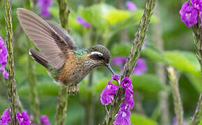 Colibri moucheté