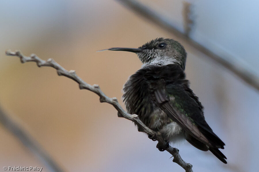 Vervain Hummingbird male adult, identification