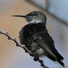 Colibri nain