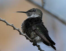 Vervain Hummingbird