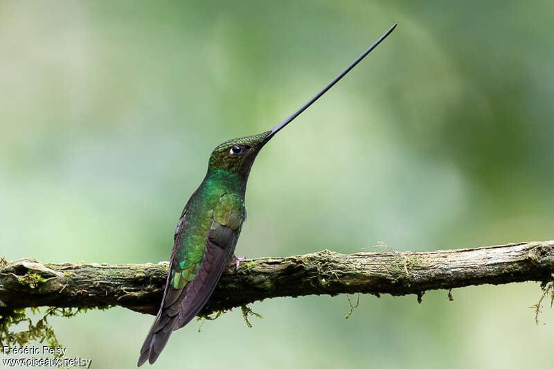 Colibri porte-épée mâle adulte, identification