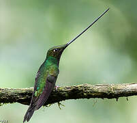 Colibri porte-épée