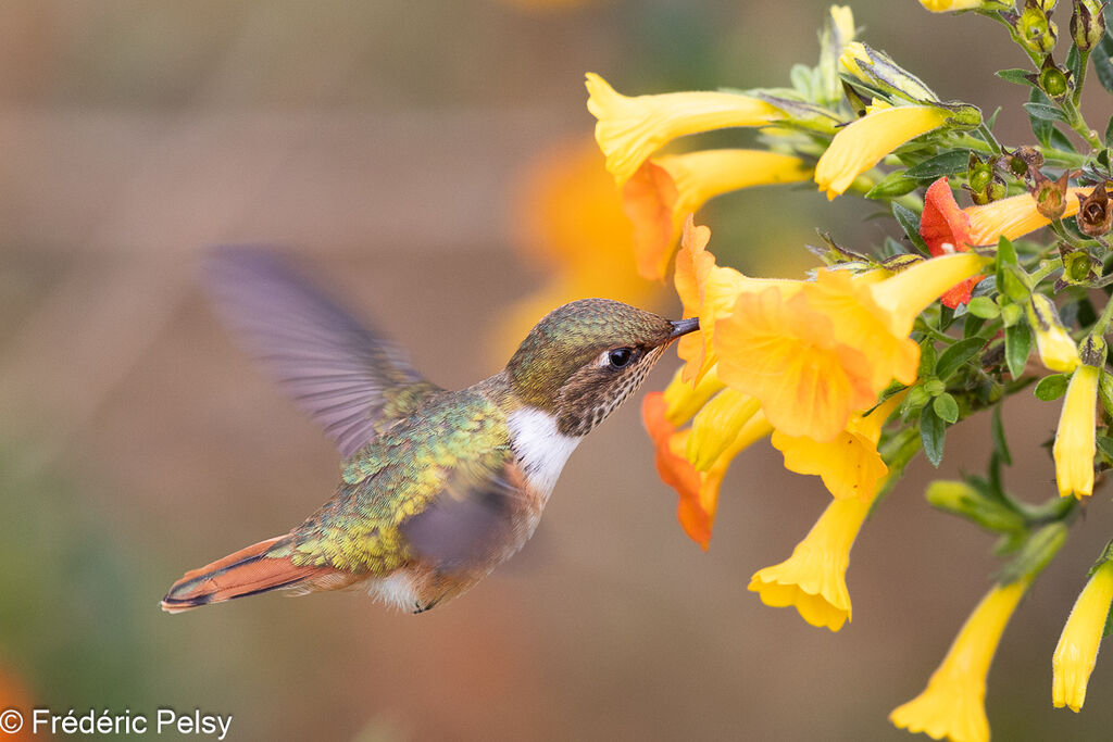 Colibri scintillant femelle