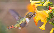 Colibri scintillant