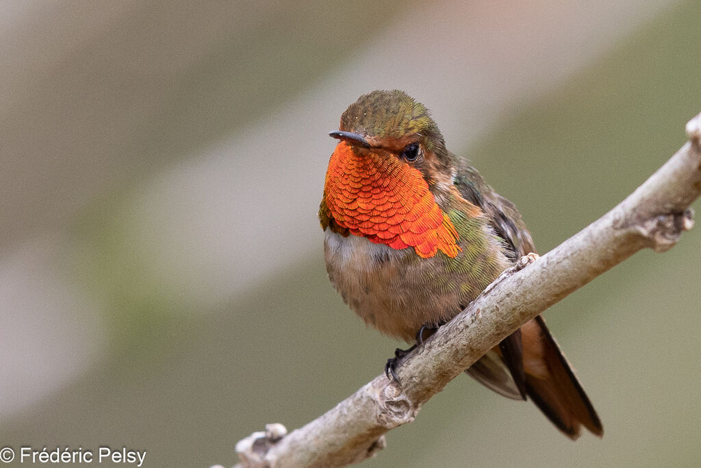 Colibri scintillant mâle