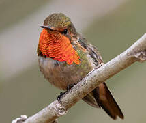 Scintillant Hummingbird