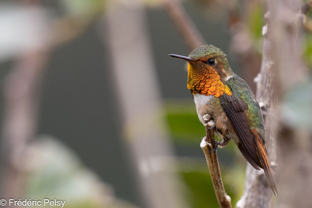 Colibri scintillant