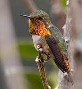 Scintillant Hummingbird