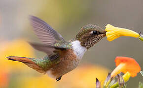 Scintillant Hummingbird