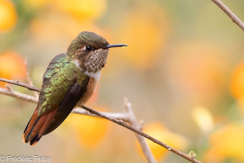 Scintillant Hummingbird female