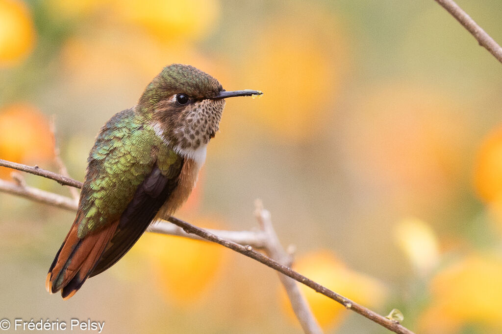 Colibri scintillant femelle