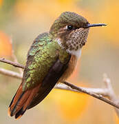 Scintillant Hummingbird