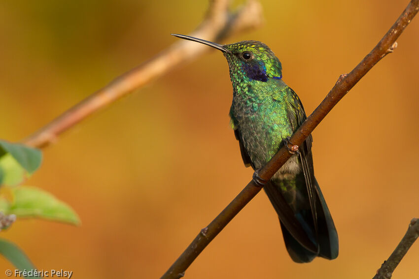 Colibri thalassinadulte