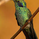 Colibri thalassin