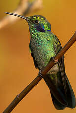 Colibri thalassin