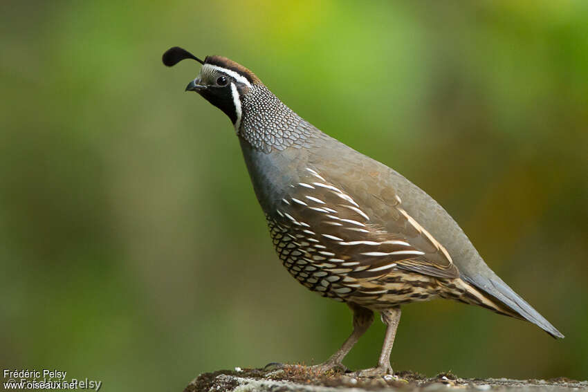 California Quail male adult breeding, identification