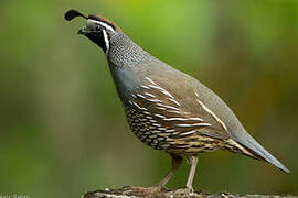 California Quail