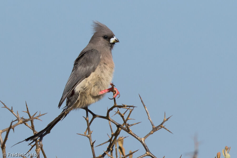 White-backed Mousebirdadult