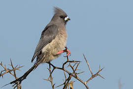 White-backed Mousebird