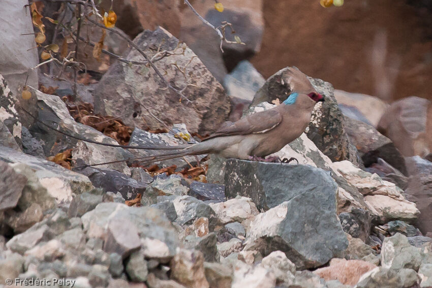 Blue-naped Mousebird