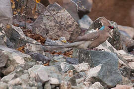 Blue-naped Mousebird