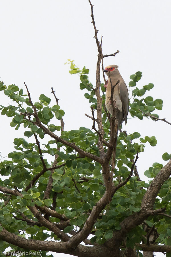 Red-faced Mousebirdadult