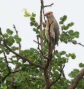 Red-faced Mousebird