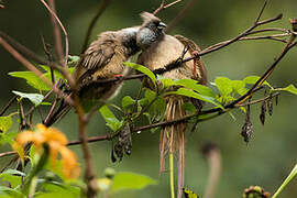 Speckled Mousebird