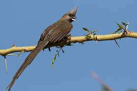 Speckled Mousebird