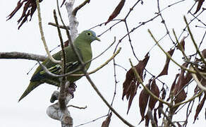 Grey-cheeked Green Pigeon