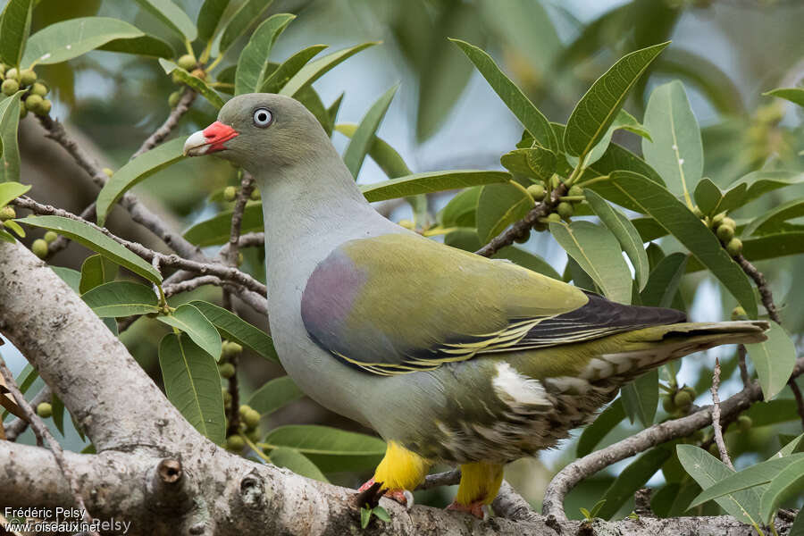 Colombar à front nuadulte, identification