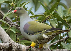 African Green Pigeon