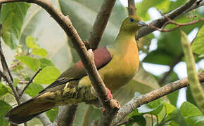 Wedge-tailed Green Pigeon