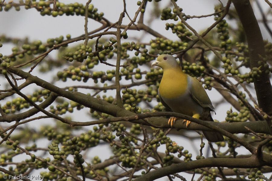 Yellow-footed Green Pigeonadult