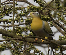 Yellow-footed Green Pigeon